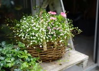 【 おまかせコース 3500円】季節の花苗　籠　寄せ植え　 贈り物 誕生日 ギフト 開店祝い