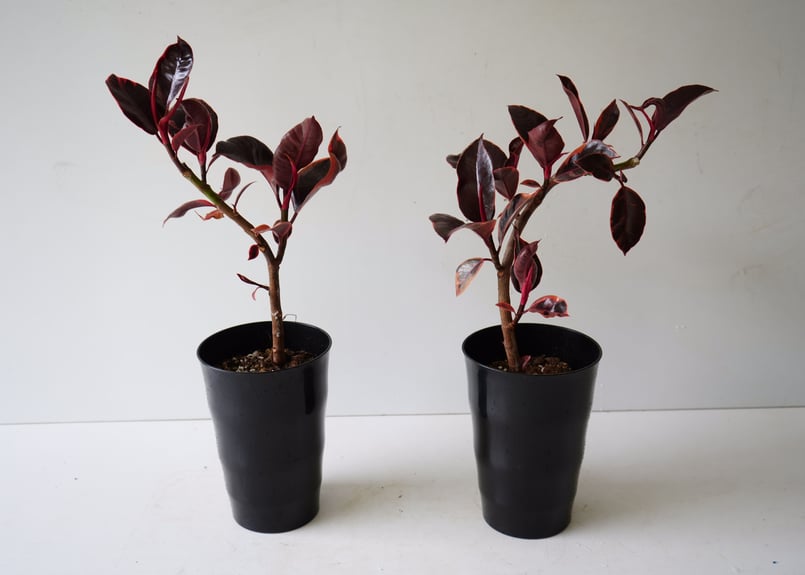 ［現品］97番　フィカスルビー　曲がり　8号　観葉植物　室内　ゴムの木 可愛い 現品］97番 フィカスルビー 曲がり 8号 観葉植物 室内 ゴムの木