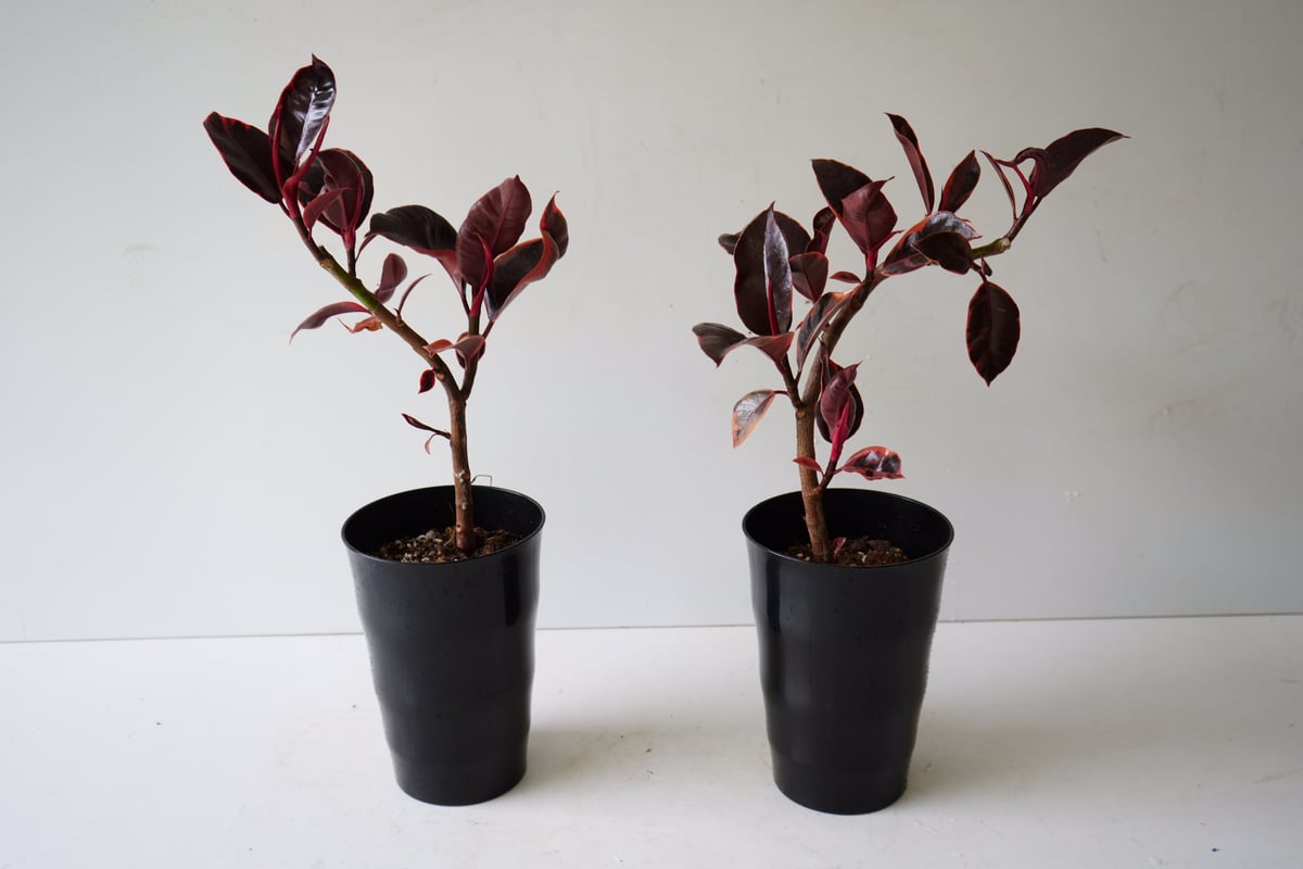 フィカス ゴムの木 ルビー 大人シック 上品な輝き 観葉植物