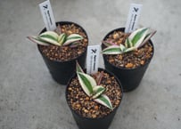 アガベ チタノタ スナグルトゥース 3号｜希少な多肉植物｜鋸歯が美しい人気品種｜インテリアグリーン・コレクションにおすすめ｜ﾁﾀﾉﾀ ｽﾅｸﾞﾙﾄｩｰｽ(ｱ 多肉植物 3号