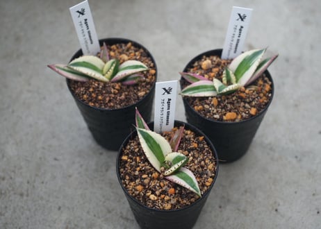 アガベ チタノタ スナグルトゥース 3号｜希少な多肉植物｜鋸歯が美しい人気品種｜インテリアグリーン・コレクションにおすすめ｜ﾁﾀﾉﾀ ｽﾅｸﾞﾙﾄｩｰｽ(ｱ 多肉植物 3号