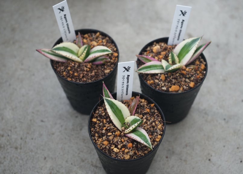 アガベ チタノタ スナグルトゥース 3号｜希少な多肉植物｜鋸歯が美しい