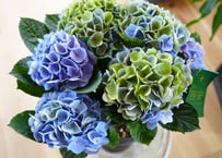 紫陽花 シーアン ブルー５号 底面給水 母の日 贈り物 ギフト アンティークカラーへ