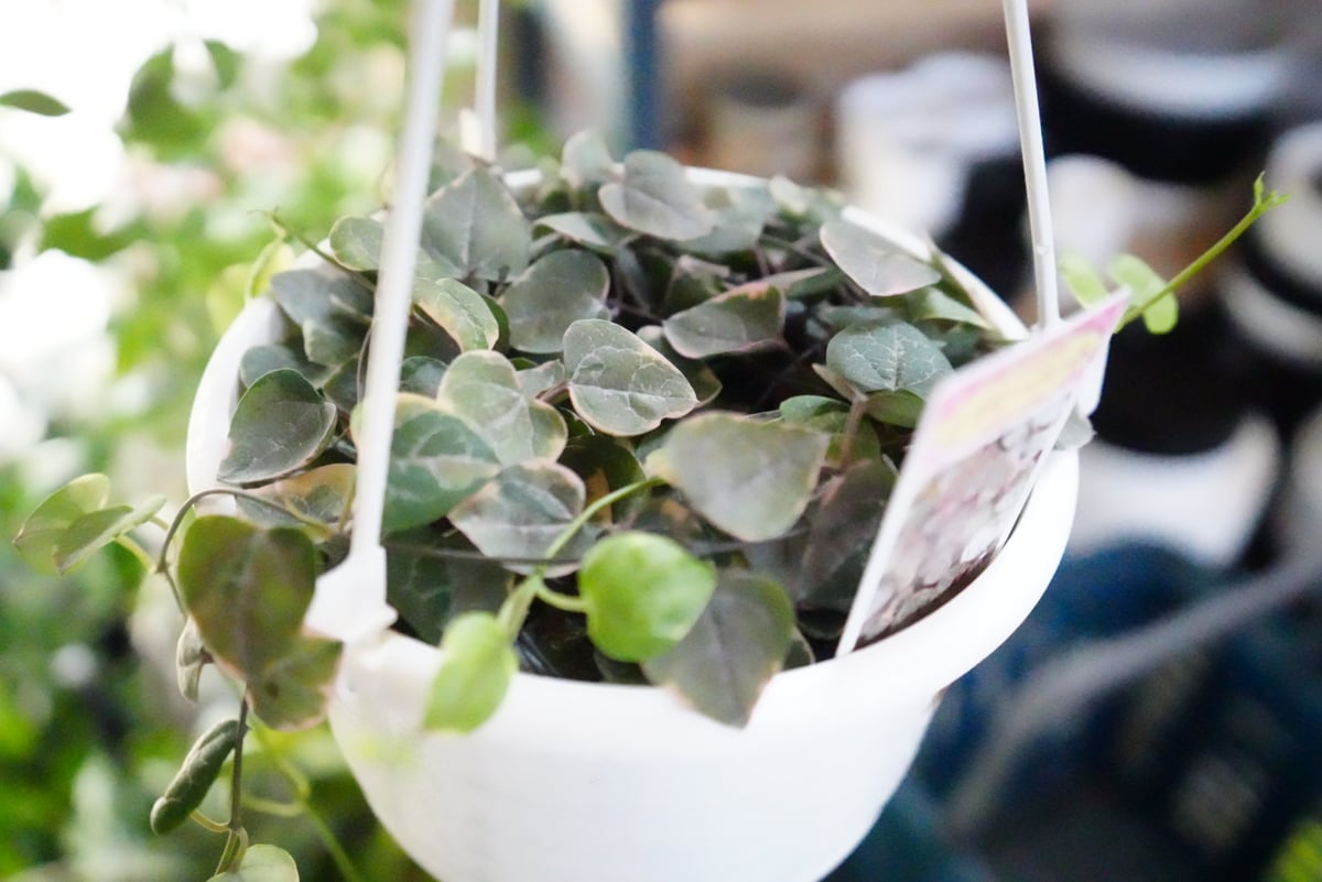 レディーハート ハートカズラ 斑入り 5号吊り 多肉植物 セロペギア