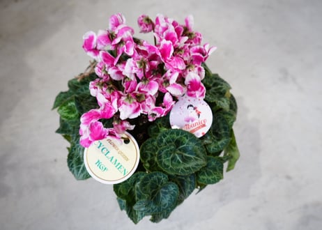 ミニシクラメン プレミアムアバニコ   5寸 お部屋で育てる ギフトにも 開花も長く楽しめる