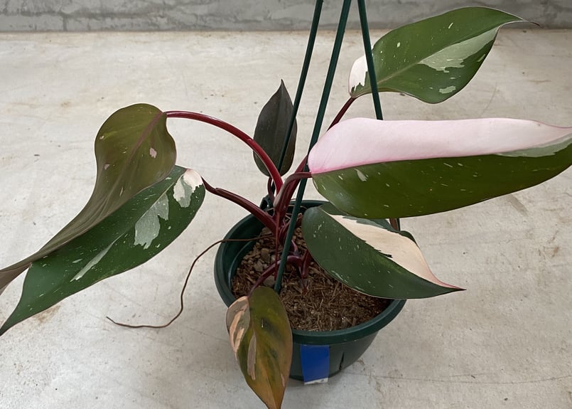 57 フィロデンドロン　パーシモンプリンセス　美株　ピンク斑入り　可愛い植物 57 フィロデンドロン パーシモンプリンセス 美株 ピンク斑入り