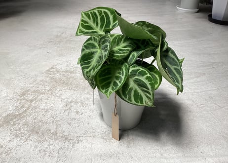 ③アンスリウム ドラヤキ クリスタリナム ４号 レア植物 モザイク様で透ける葉脈 キラキラ輝く葉