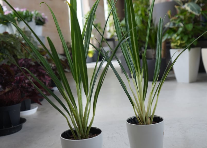 アグラオネマ ビットキシ 4号 細葉が美しい スタイリッシュ 観葉