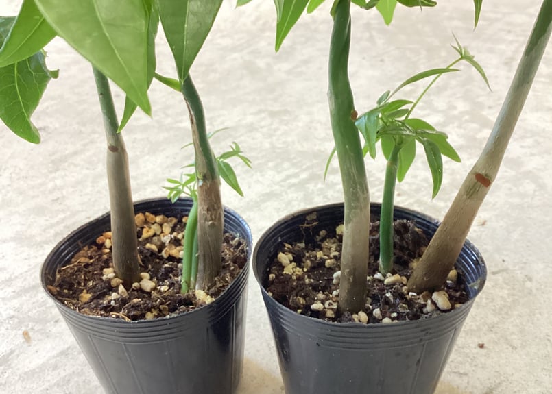 ✨希少✨パキラ ミルキーウェイ 実生苗