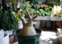 エケベリア ファンタスティック ファウンテン 4号 多肉植物