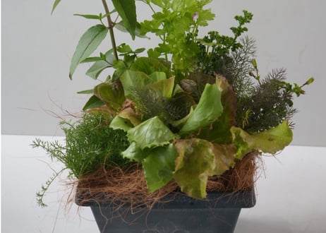 キッチンハーブ＆ミックスリーフの寄せ植え（ラッピング別）｜豪華8種類｜食べられる観葉植物・ハーブ苗・レタスセット｜お祝い・贈り物　【母の日 2026 ・ギフト】摘みたてを食卓へ