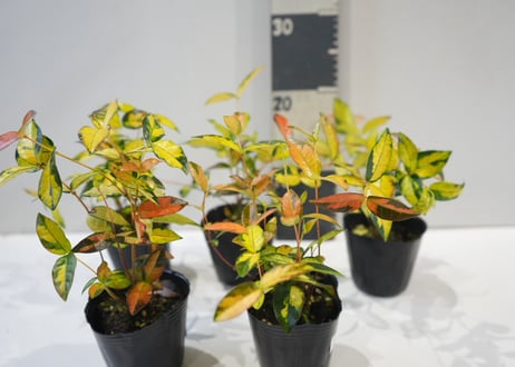 テイカカズラ 黄金ニシキ 3号｜色彩の変化を楽しむ観葉植物｜カラーリーフ 寄せ植え ハンギング 丈夫で育てやすい インテリアグリーン