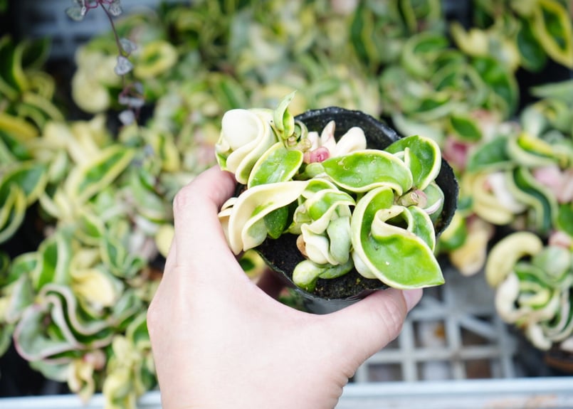 ホヤ カルノーサコンパクタ バリエガータ IMG_1346h.jpg