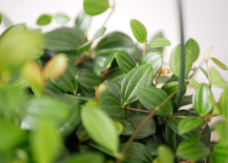 ペペロミア　アングラータ　  観葉植物　ハンギンググリーン