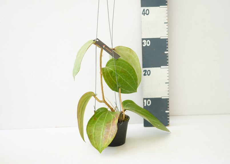 ホヤ ラティフォリア Hoya latifolia 吊り鉢 着生植物 レア植物