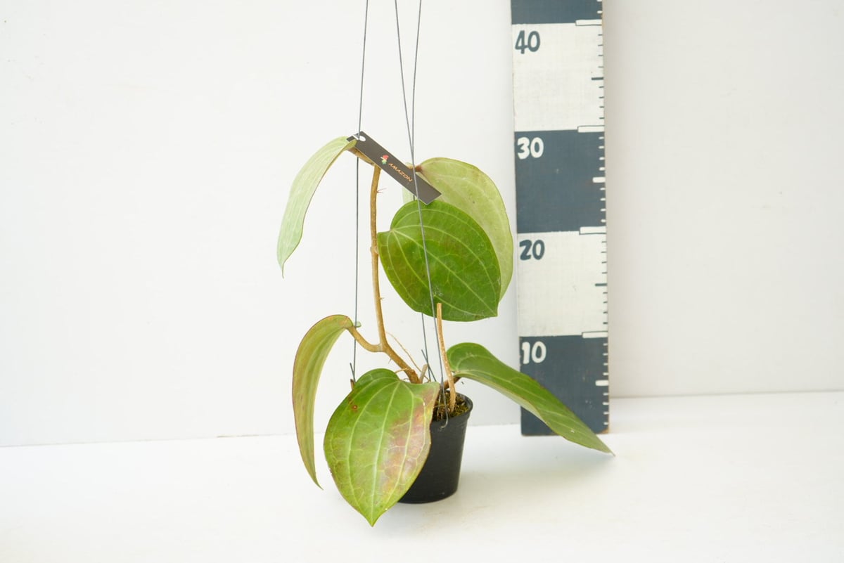 Hoya priktai ホヤ 吊り鉢