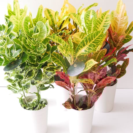 クロトン　色々あります。 クロトン | STORES