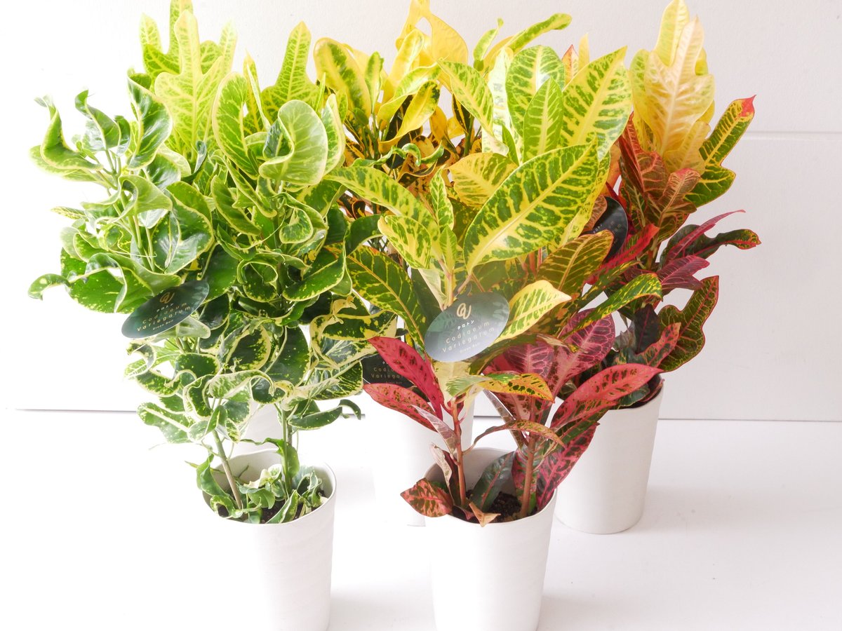 クロトン 常緑性低木 変葉木 観葉植物 | インテリアグリーンと