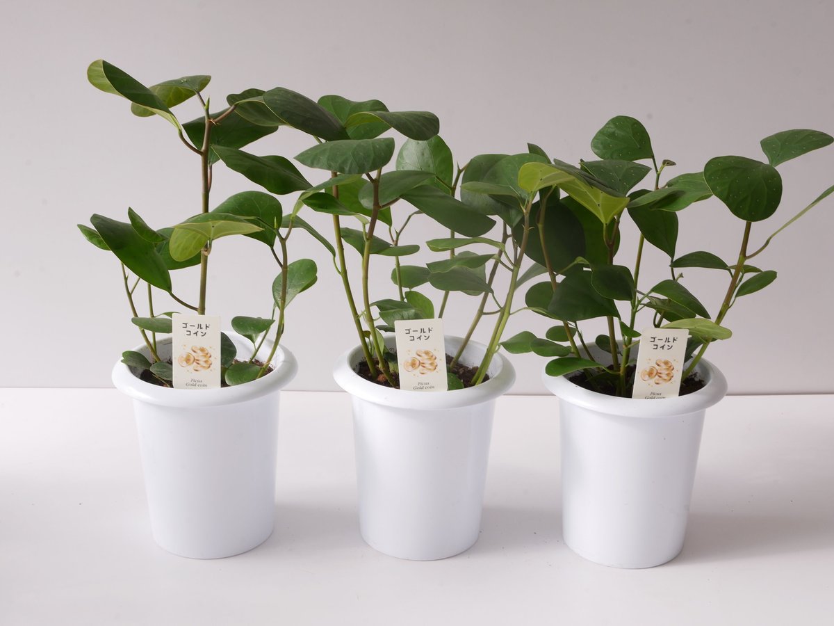 フィカス ゴールドコイン ゴムの木 コバンボダイジュ | インテリアグリーンとギフトプランツコ... フィカス ゴムの木 インドボダイジュ 曲がり  32番 観葉植物 フィカスインドボダイジュ 室内 イン