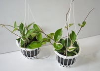 ホヤ カルノーサ（サクララン）5号｜つる性で楽しむ人気のハンギンググリーン｜観葉植物｜ｶﾙﾉｰｻ (ｻｸﾗﾗﾝ) ホヤ 5号