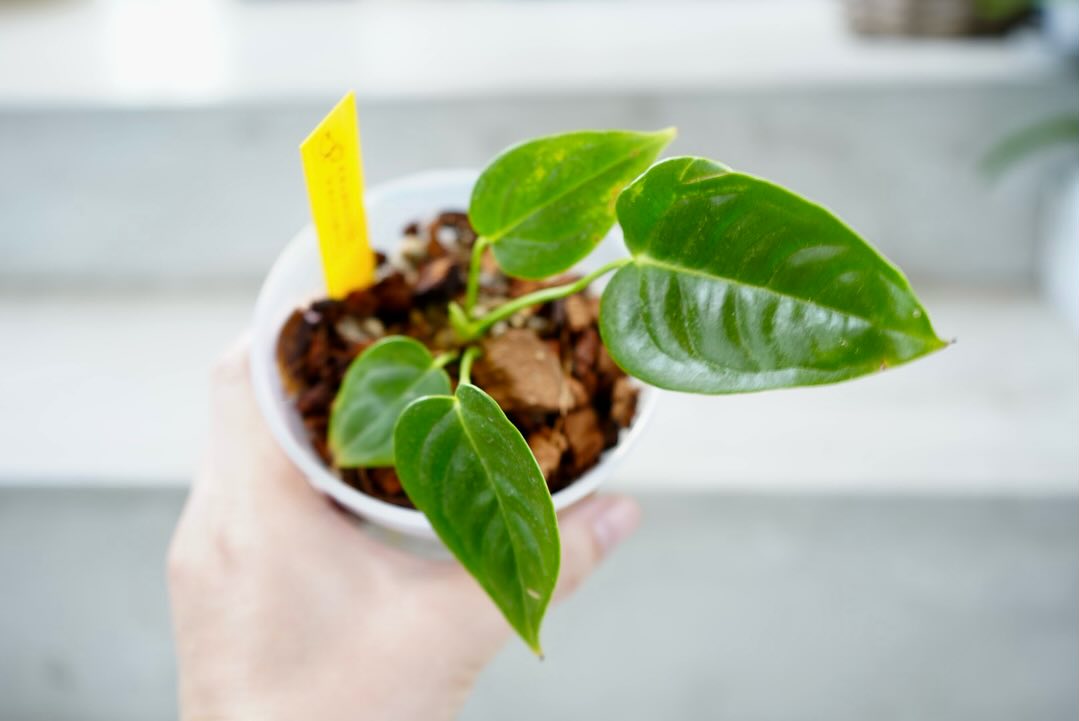 アンスリウム　ベイチー　No.032　鉢、送料込　メルカリ便 fit=scale-down,w=1200