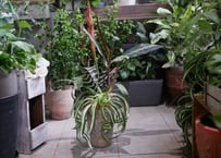 ポリシャス クリスパ 観葉植物 縮れ葉 珍しい レア | インテリア