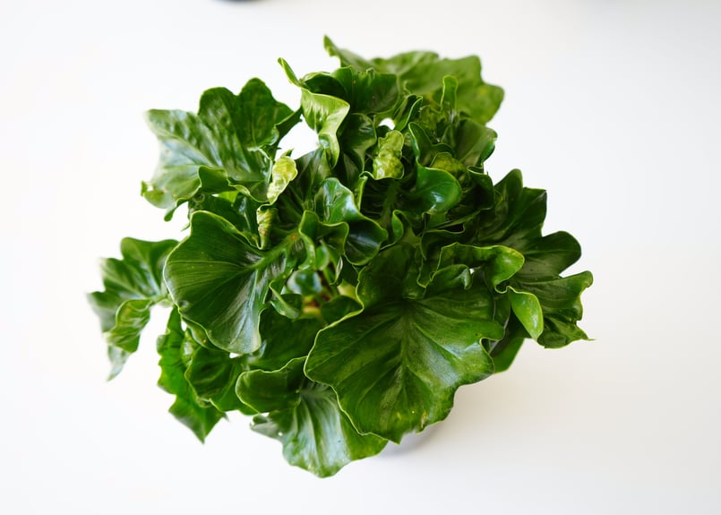 セローム 太幹 オシャレグリーン 7号 太幹 セローム 太幹 オシャレ