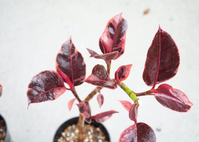 フィカス ゴムの木 ルビー 大人シック 上品な輝き 観葉植物
