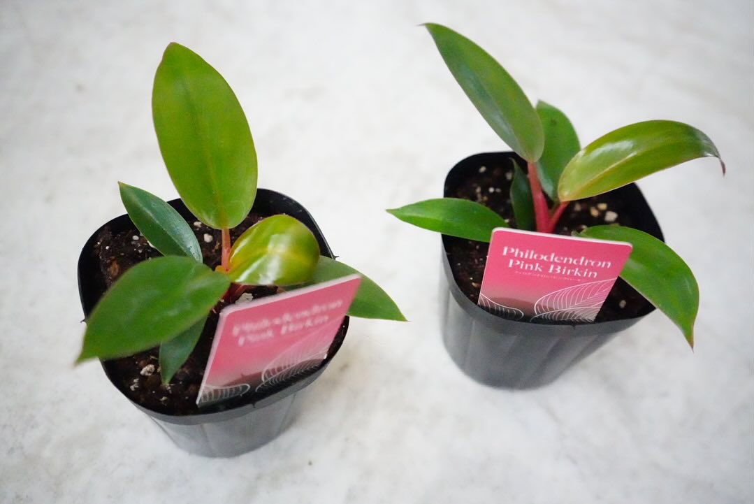 フィロデンドロン ピンクバーキン 3号 美しい葉模様 希少 ほんのり