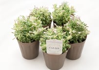 カルム（斑入り）ペチュニア 3号ポット｜花も葉も楽しめる人気の斑入り新品種｜寄せ植えにもおすすめ｜ｶﾙﾑ(ﾌｲﾘ) ペチュニア 3号