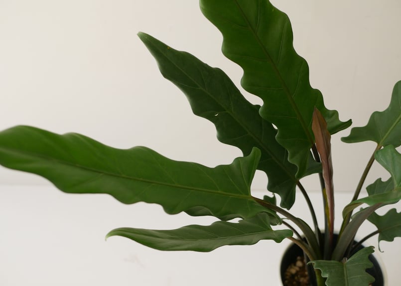 アロカシア ラウテルバキアナ 6寸 スタイリッシュ 美しい細葉