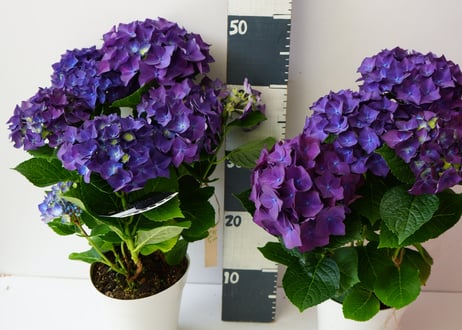 紫陽花 ディープパープル 5号 人気品種 アンティークカラーも楽しめる 母の日 贈り物