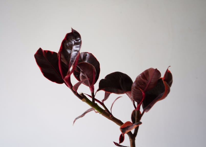 ゴムの木(フィカス) Amazon｜観葉植物 ゴムの木 フィカス・ルビー 6号鉢 苗木 鉢植え