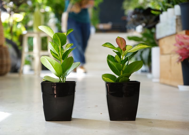 ホヤ オーストラリス リサ3.5号 斑入り 育てやすい 観葉植物