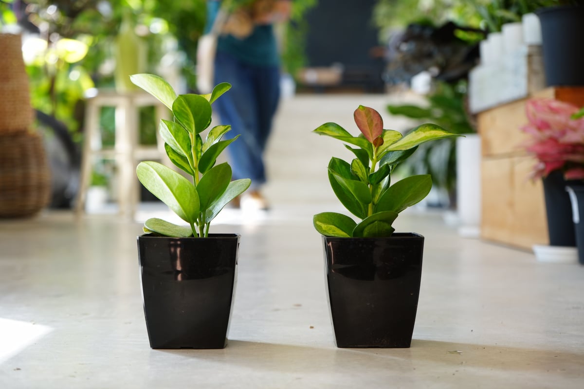 ホヤ オーストラリス リサ3.5号 斑入り 育てやすい 観葉植物