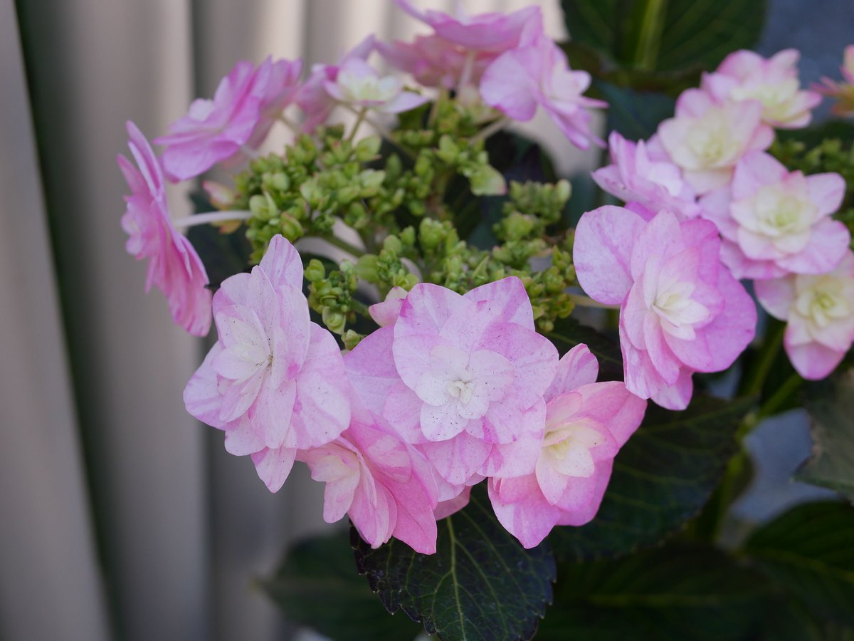 紫陽花 2022 最新品種 ノーネーム | インテリアグリーンとギフト