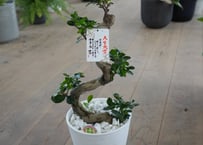 チャメロプス セリフェラ 8号 かっこいいシルバーリーフ ヤシ