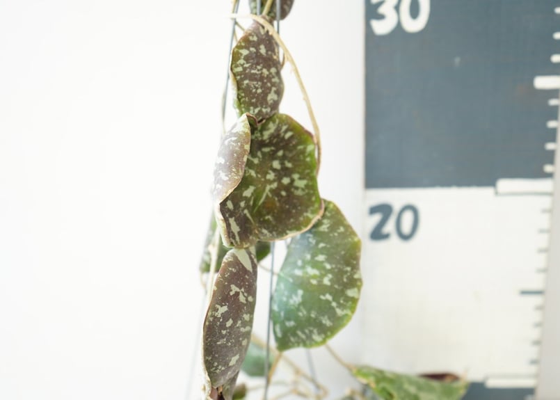 ホヤ インブリカータ Hoya imbricata 吊り鉢 着生植物 レア植物 ホヤ インブリカータ Hoya imbricata 吊り鉢 着生植物 レア植物