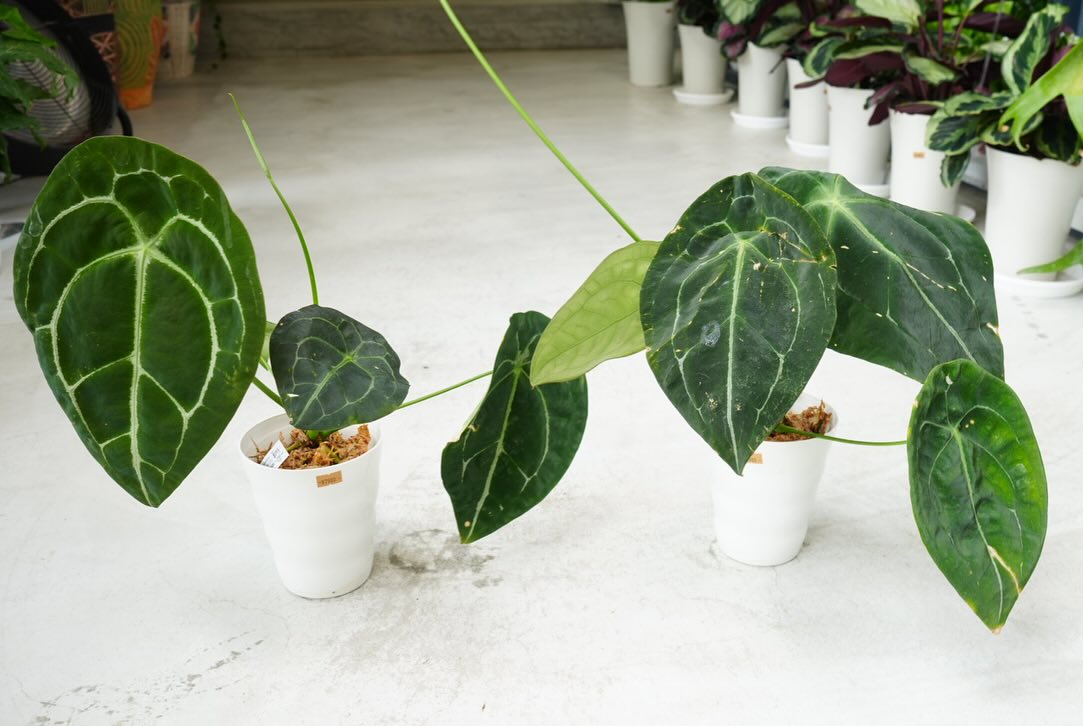 アンスリウム MICHELLE 大きめー 【公式通販】