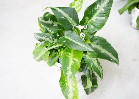 スキスマトグロッティス スコルテクニー 観葉植物