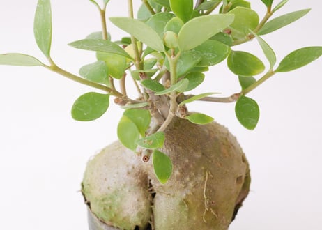 ヒドノフィツム　蟻の巣玉　Hydnophytum formicarum