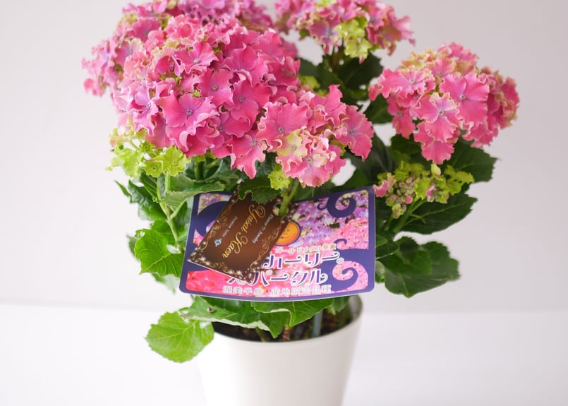 春の訪れ　パールアカシアのハーフリース　ピンクの紫陽花とともに　母の日 春の訪れ パールアカシアのハーフリース ピンクの紫陽花とともに 母の日