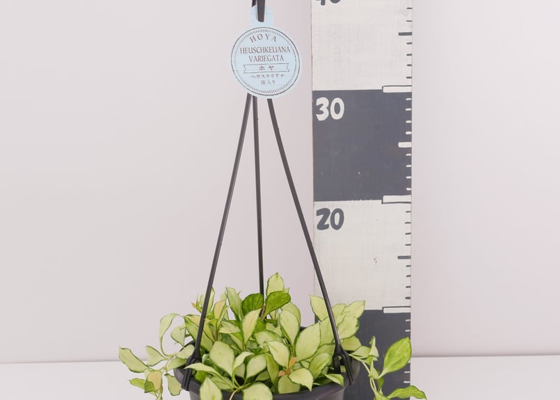 ホヤ ヘウスケリアナ 斑入り 5号 吊り鉢 バリエガータ 希少 Hoya
