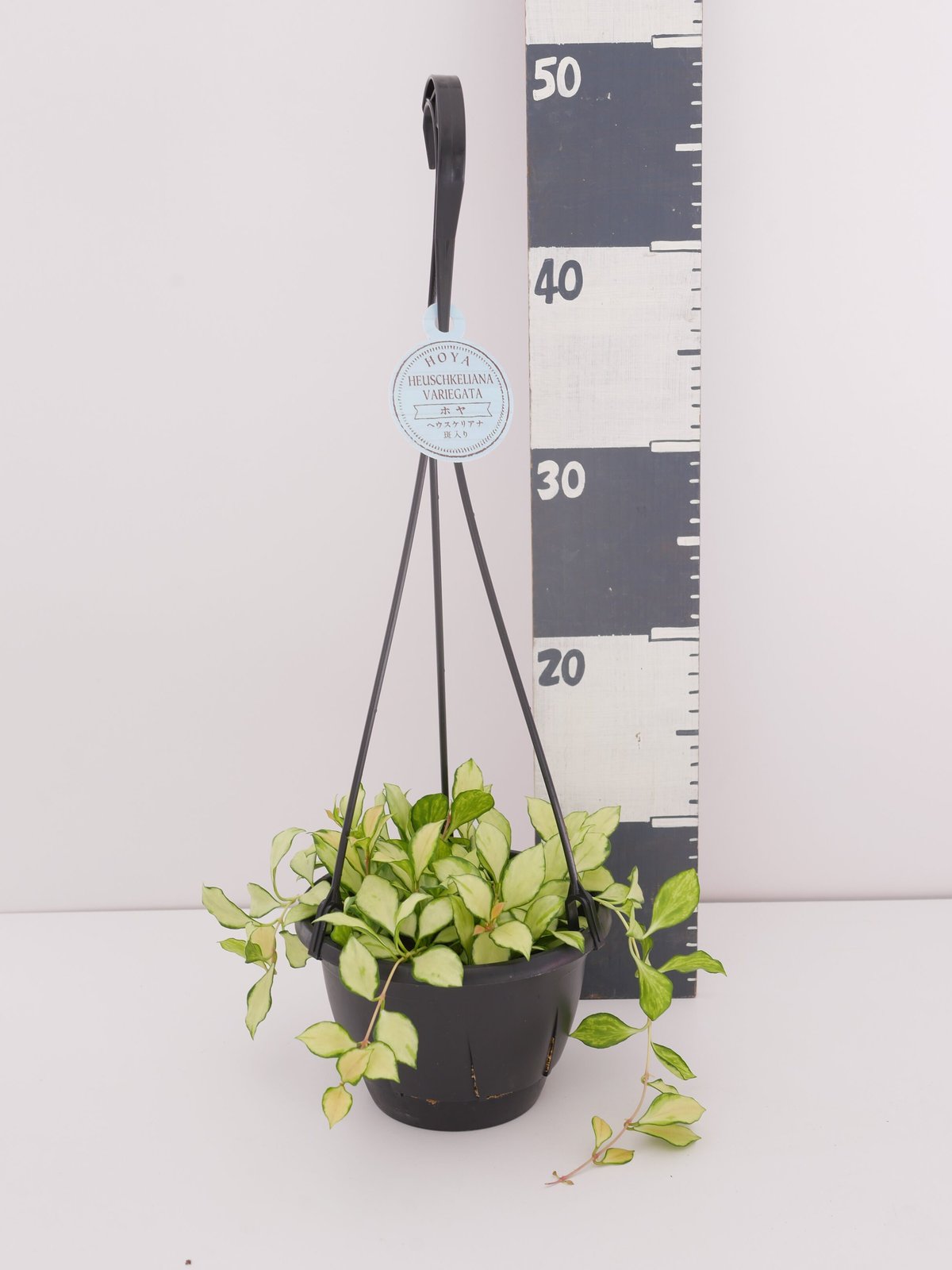 ホヤ ヘウスケリアナ 斑入り 5号 吊り鉢 バリエガータ 希少 Hoya