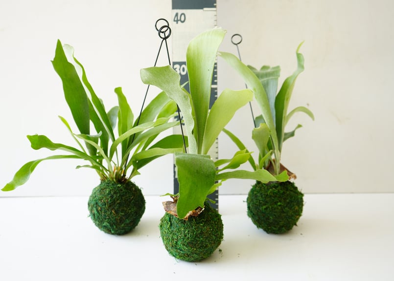 コウモリラン 苔玉 3.5号 ハンギングプランツ ビカクシダ 着生植物 観葉植物 | インテリ...