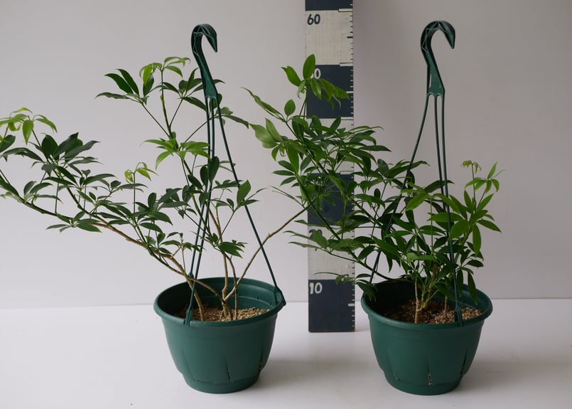 大株　シェフレラ　コンパクタ　7号　吊り鉢 シェフレラ ホンコン アルボリコラ コンパクタ 7号 吊り鉢 可愛いおて