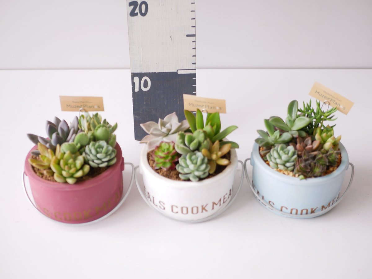多肉植物 寄せ植え すぐ飾れる 可愛い | インテリアグリーンとギフト