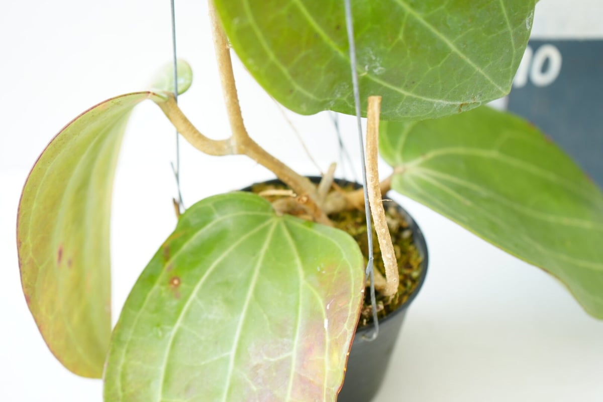 ホヤ ラティフォリア Hoya latifolia 吊り鉢 着生植物 レア植物