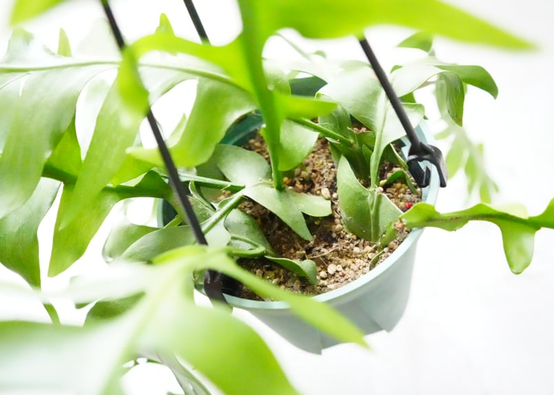 エピフィルム クリソカルディウム ハンギング 観葉植物 貴重な開花