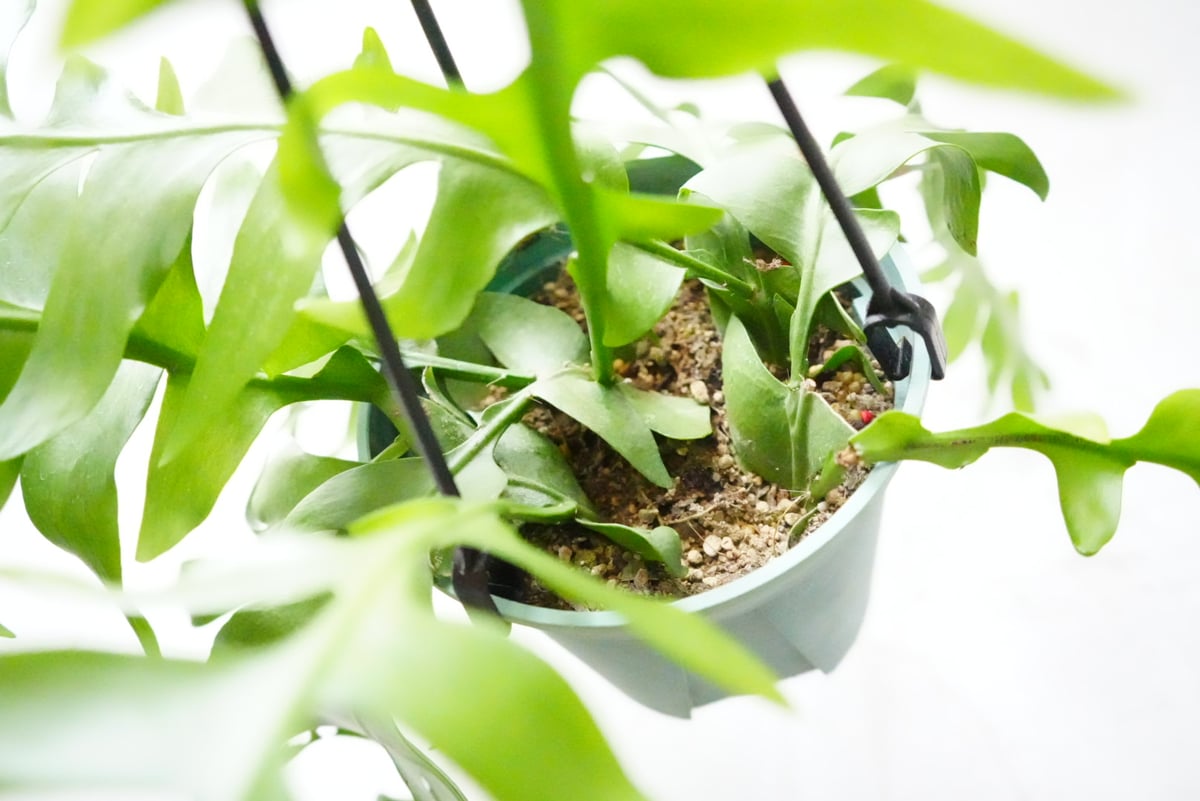 《希少》エピフィラム くリソカルディウム ハンギング 観葉植物 calmcafe 希少》エピフィラム くリソカルディウム ハンギング 観葉植物 calmcafe